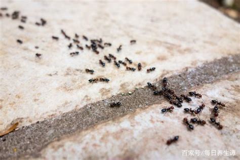 旺宅植物 家中螞蟻變多